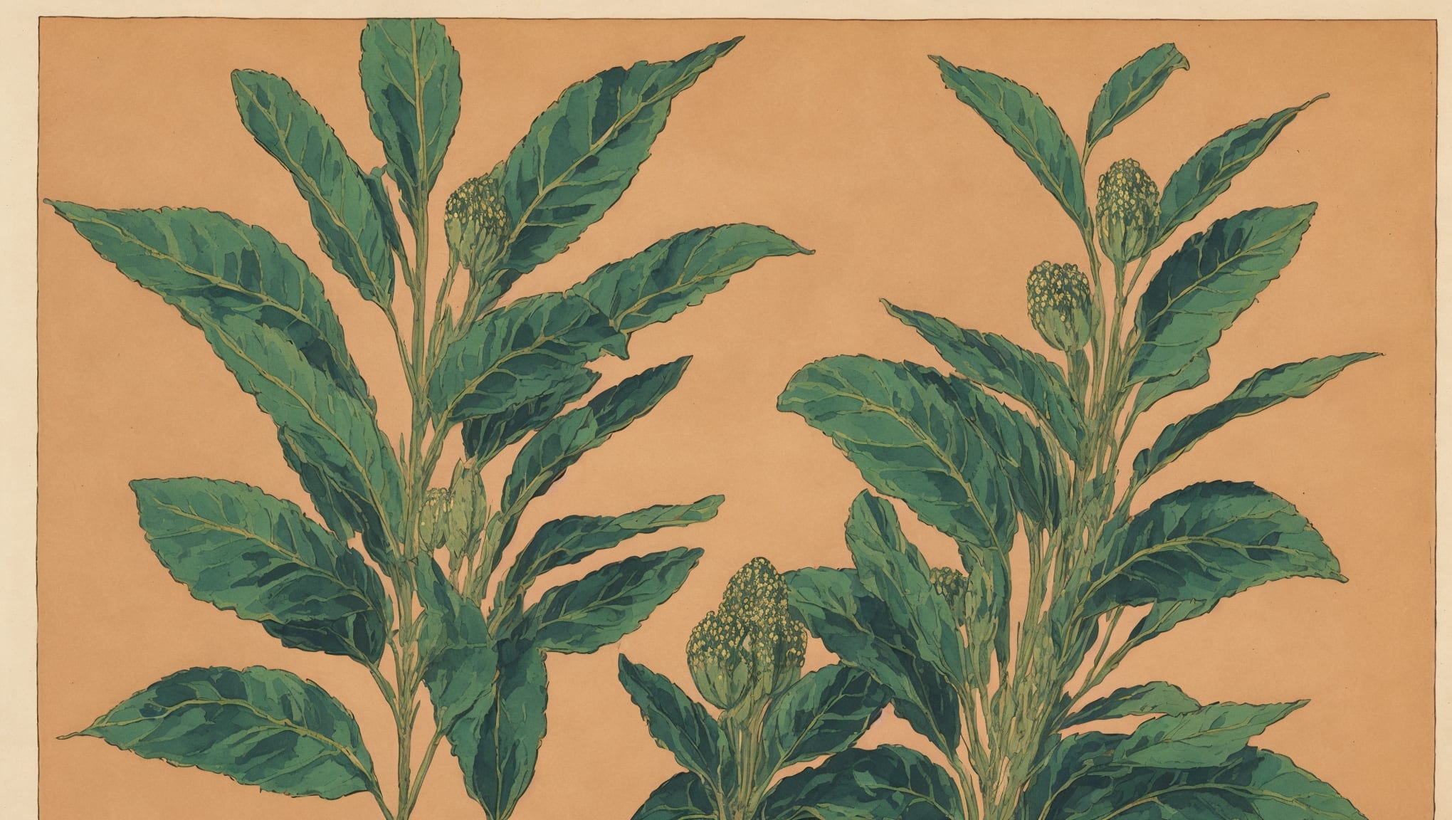 Aysha — illustration botanique, origine arabe