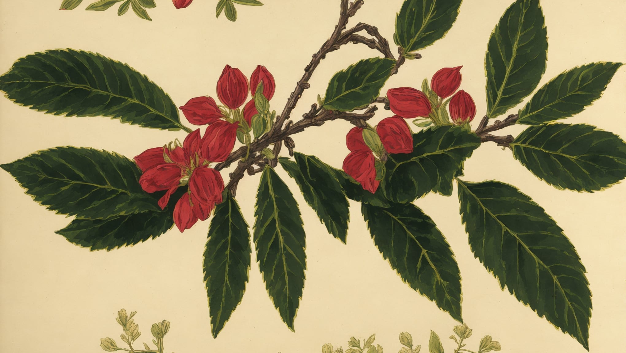 Castille — illustration botanique, origine latine