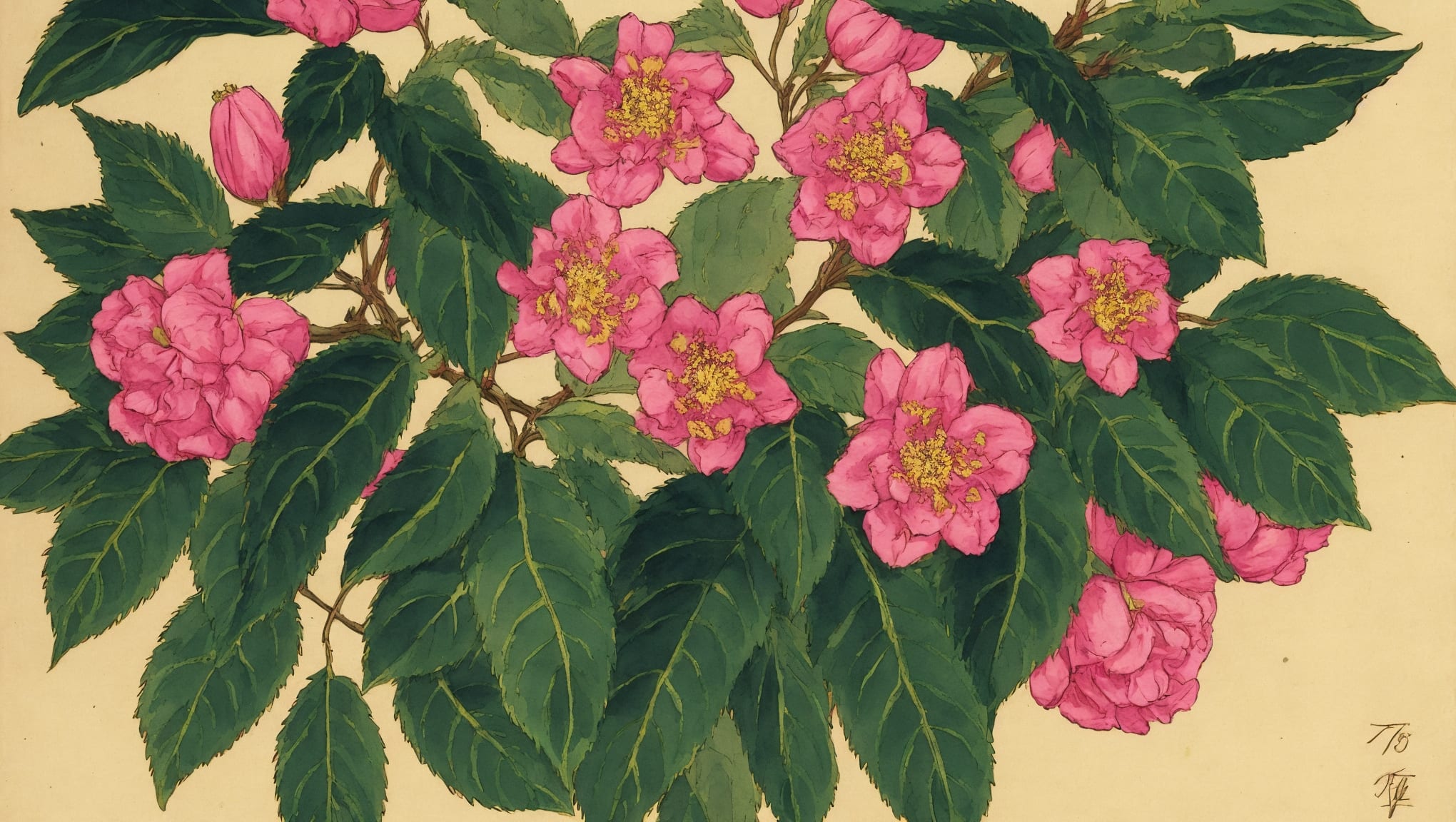 Fatim — illustration botanique, origine arabe