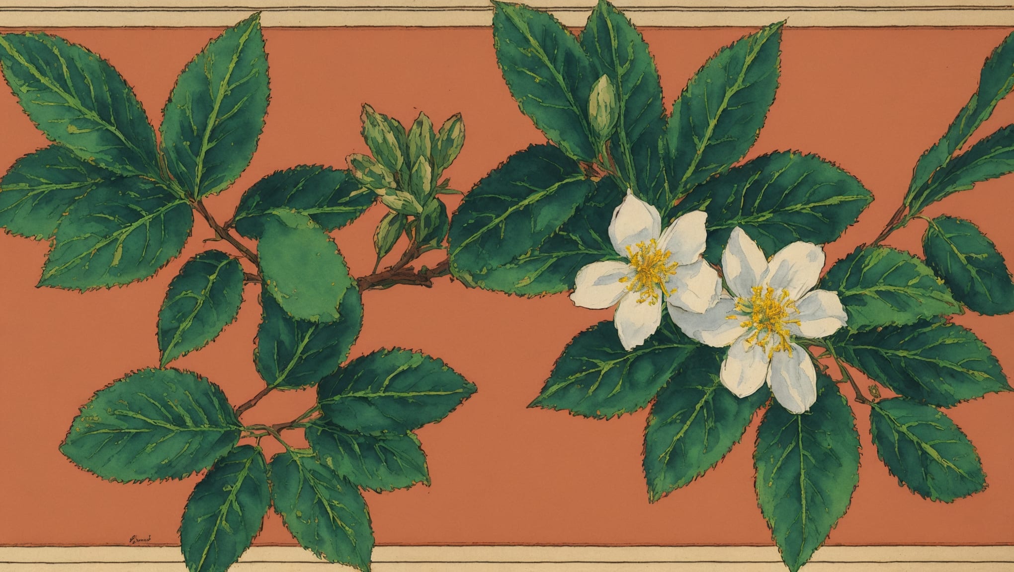Fatoumata — illustration botanique, origine arabe