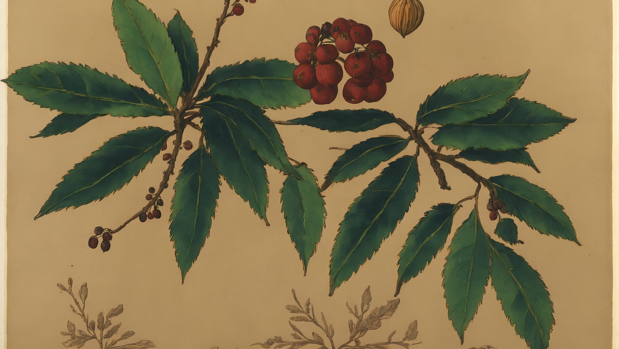 Gabi — illustration botanique, origine hébraïque