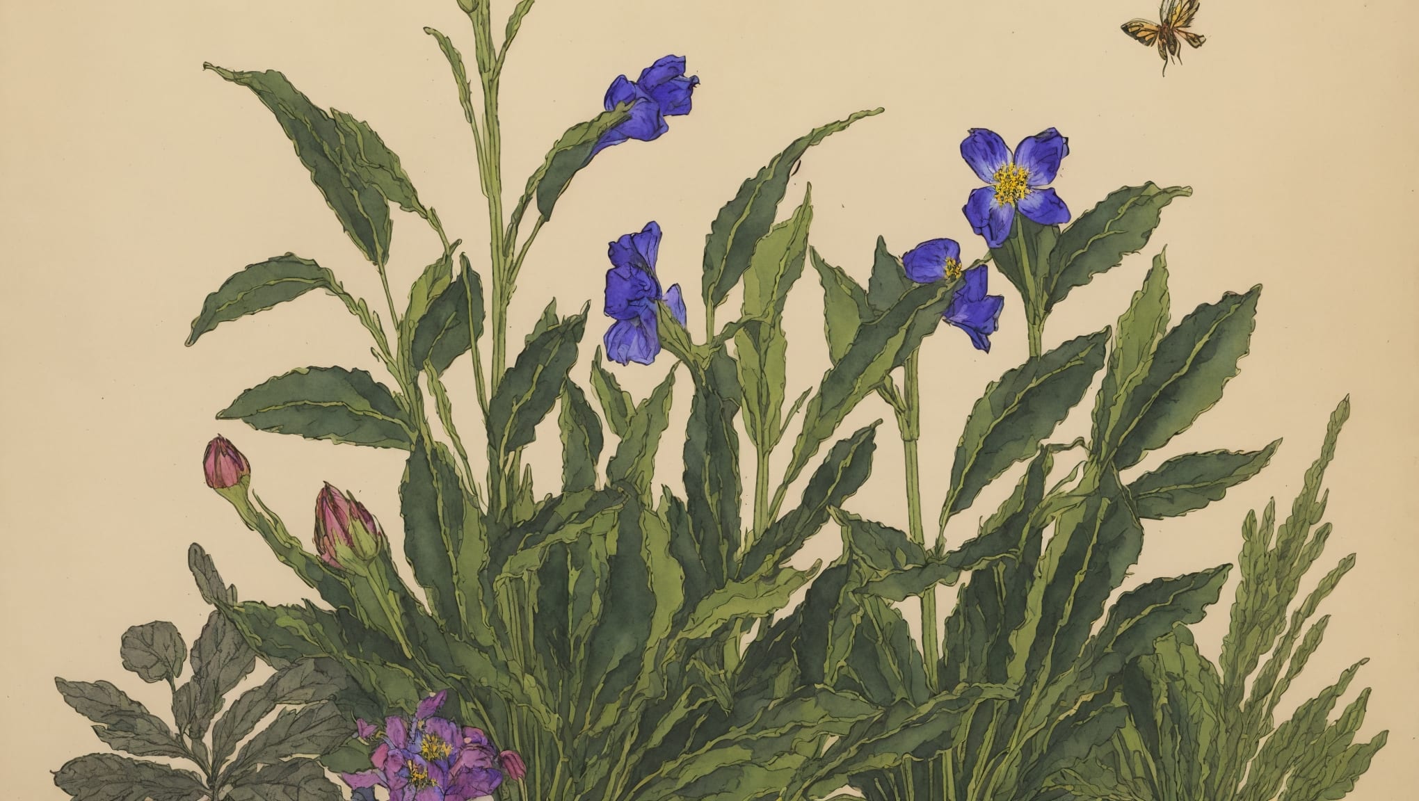 Gustave — illustration botanique, origine germanique