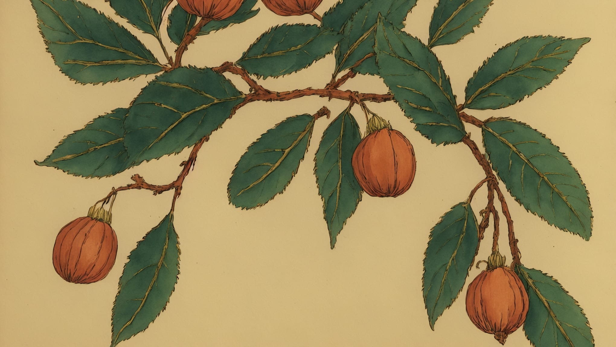 Ilyana — illustration botanique, origine hébraïque
