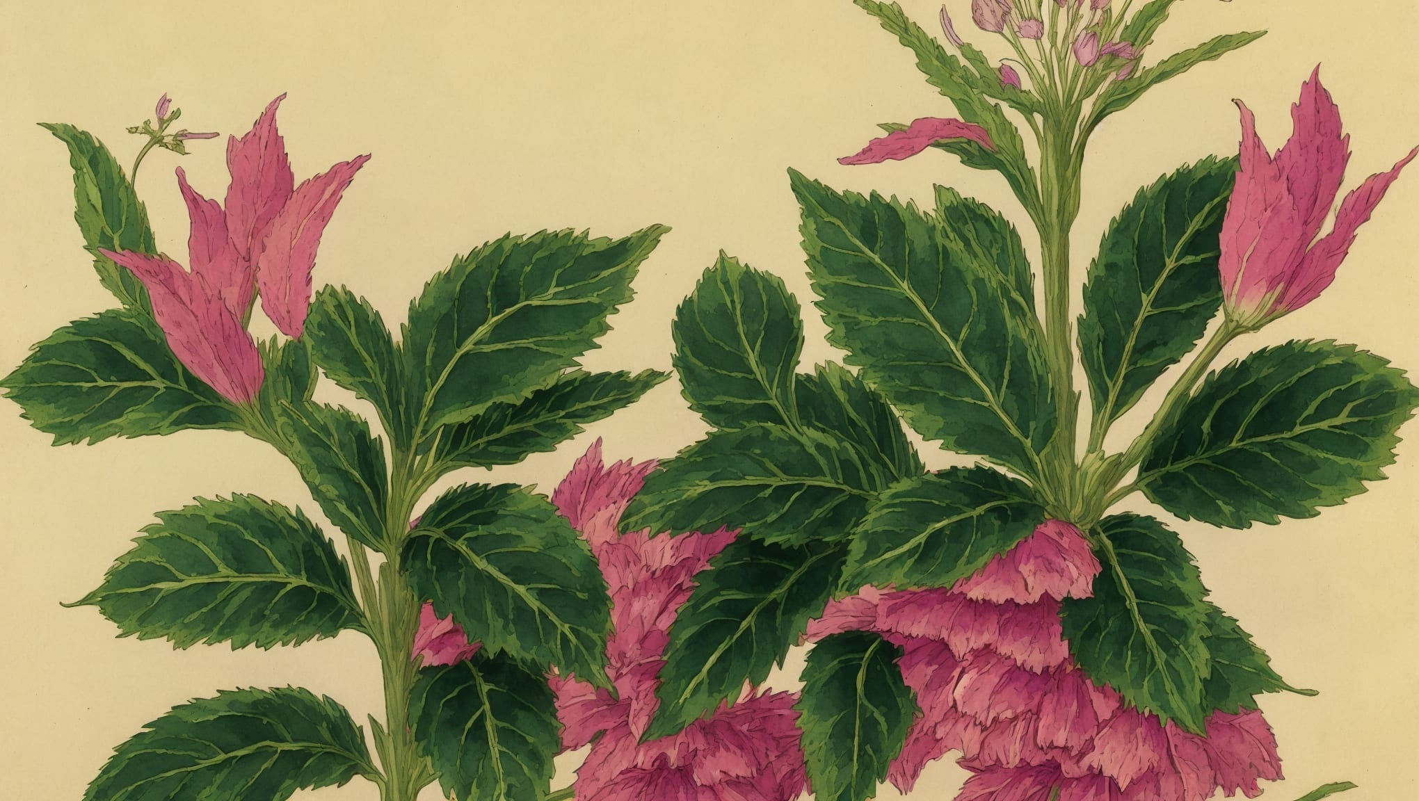 Iris — illustration botanique, origine grecque
