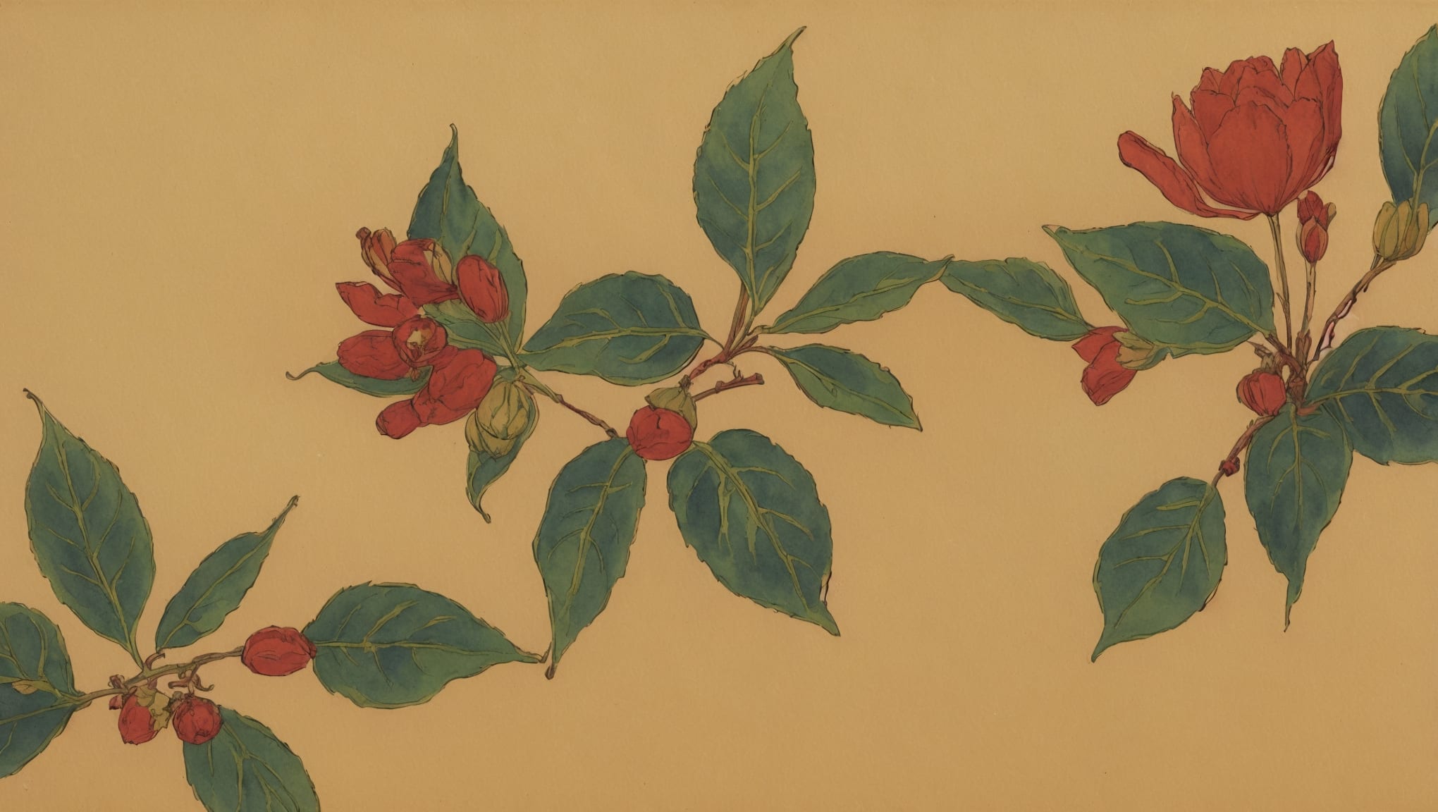 Isma — illustration botanique, origine arabe