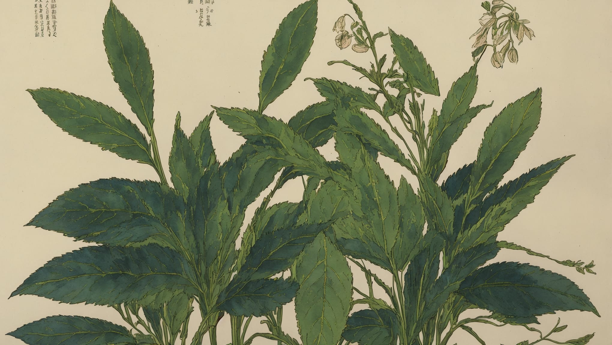 Lewis — illustration botanique, origine germanique