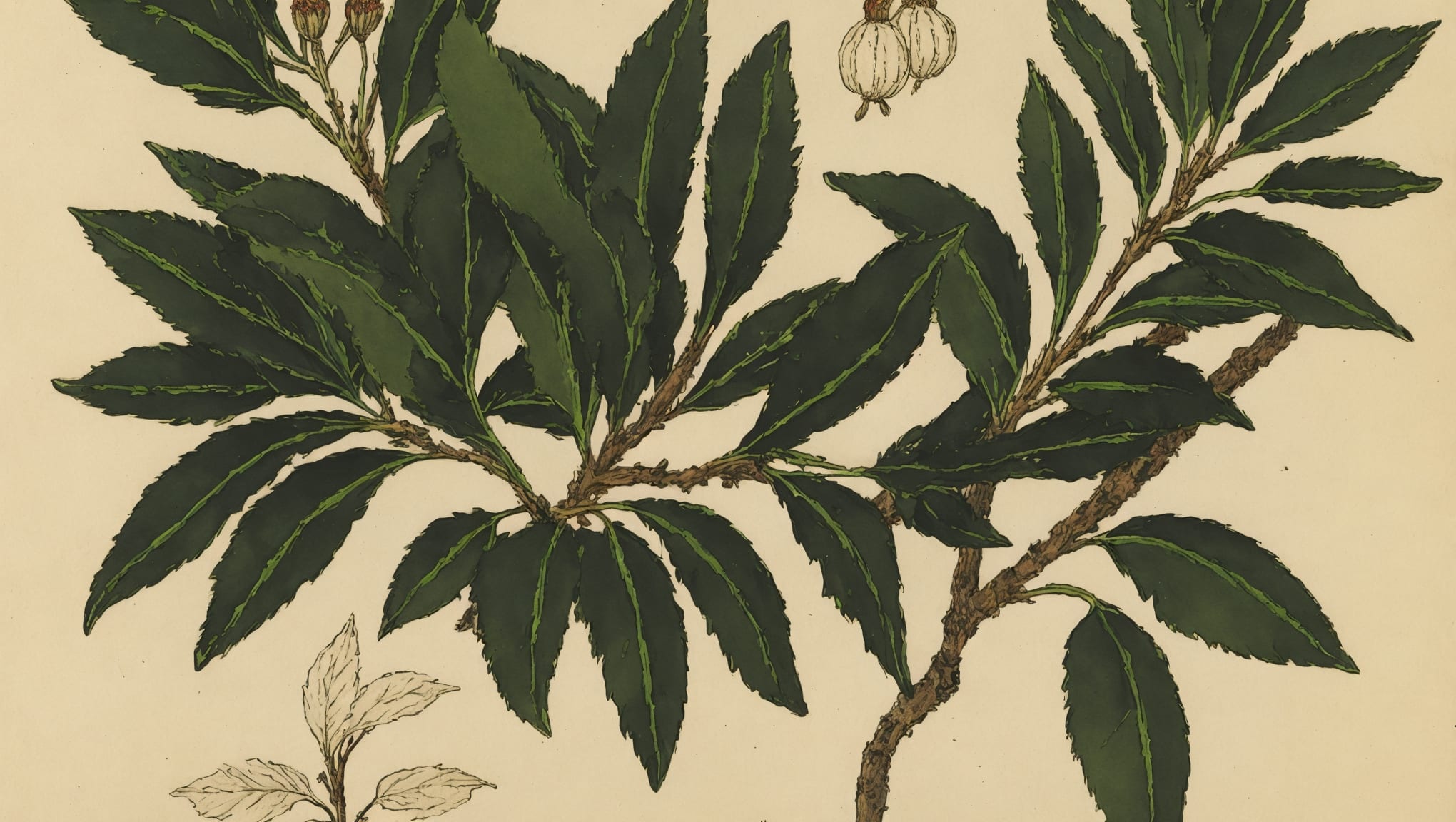 Tommy — illustration botanique, origine hébraïque