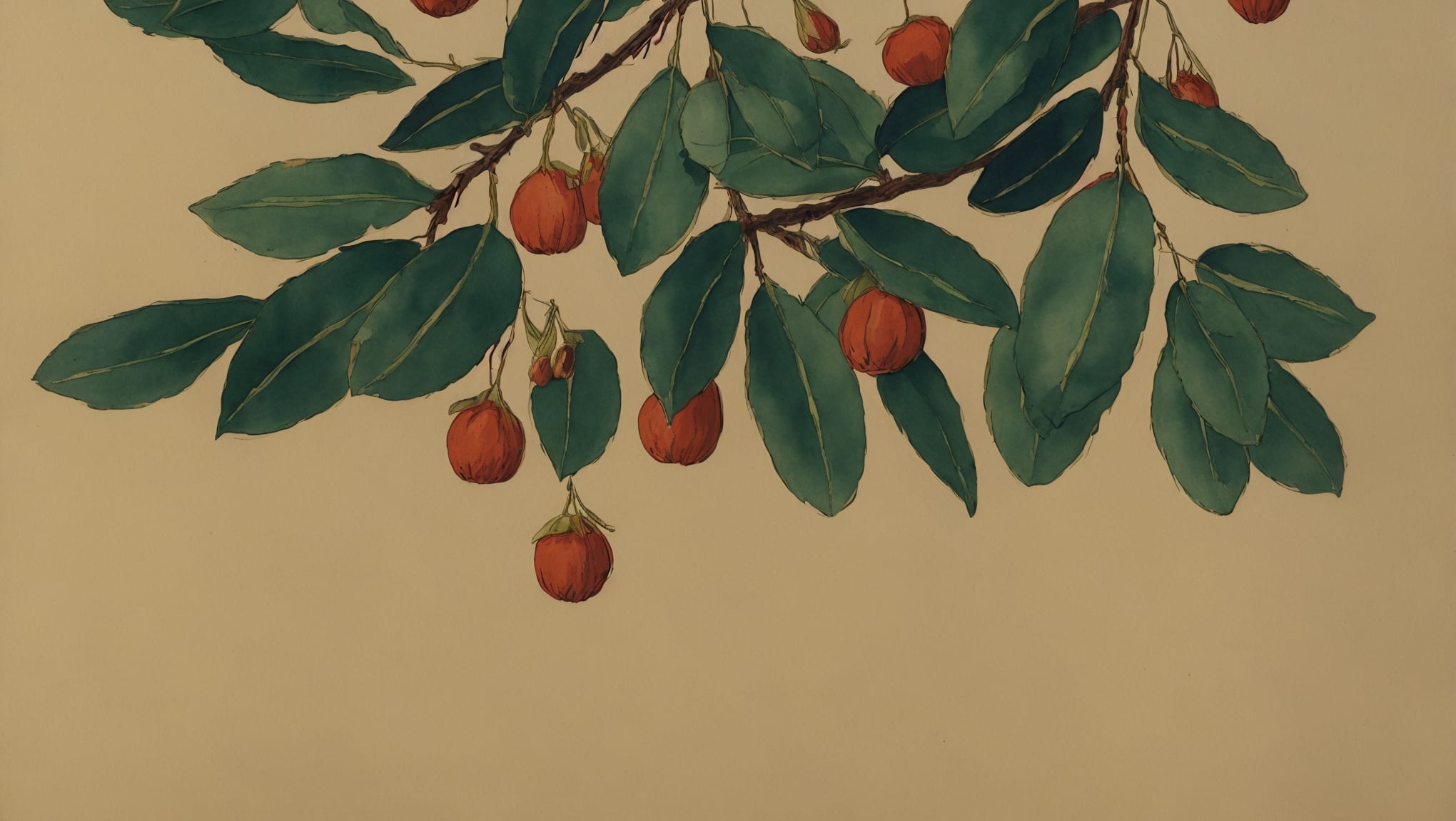 Uriel — illustration botanique, origine hébraïque