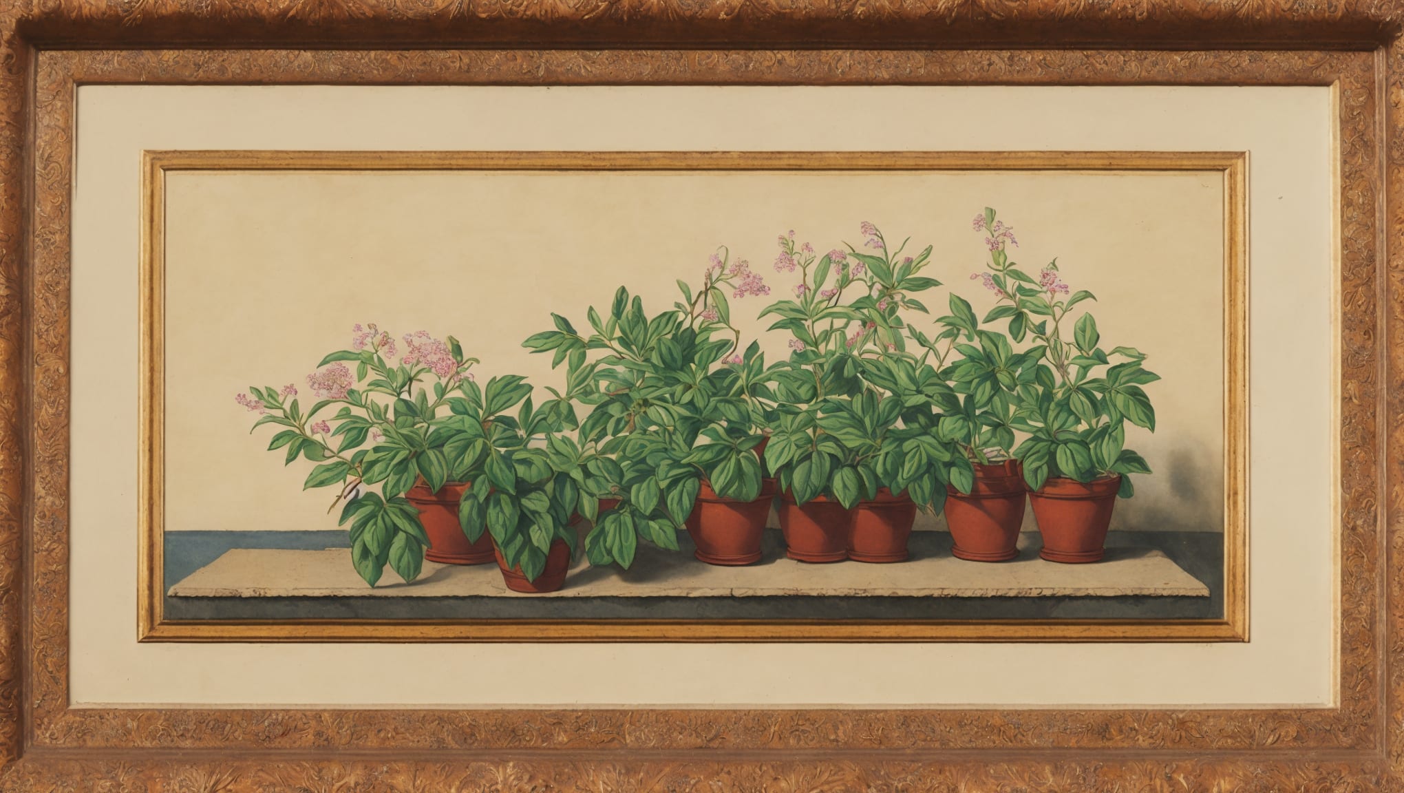 Yara — illustration botanique, origine arabe