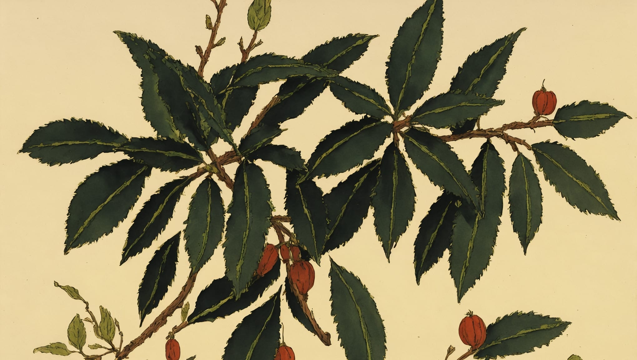 Yllan — illustration botanique, origine hébraïque