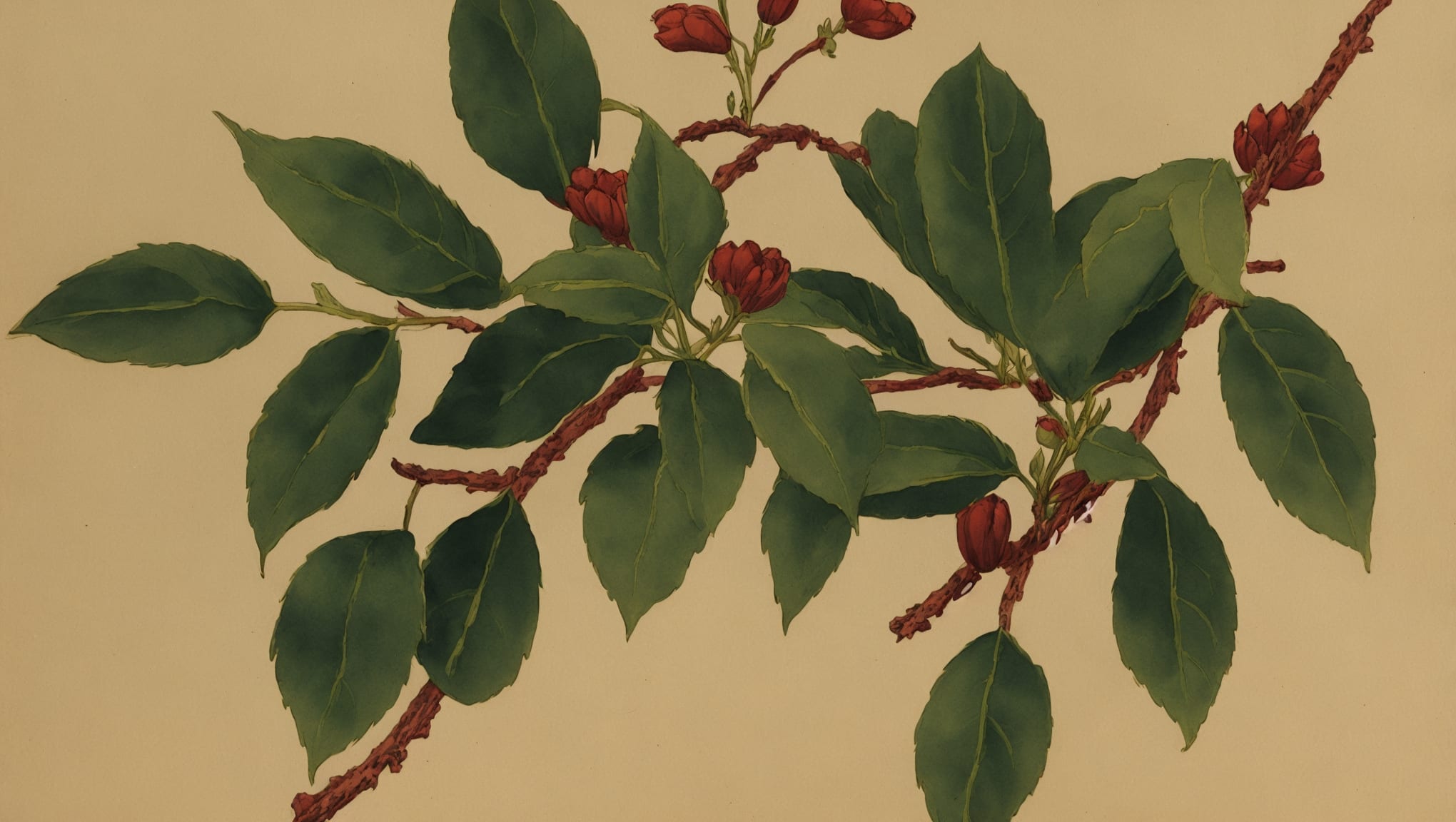 Zayd — illustration botanique, origine arabe