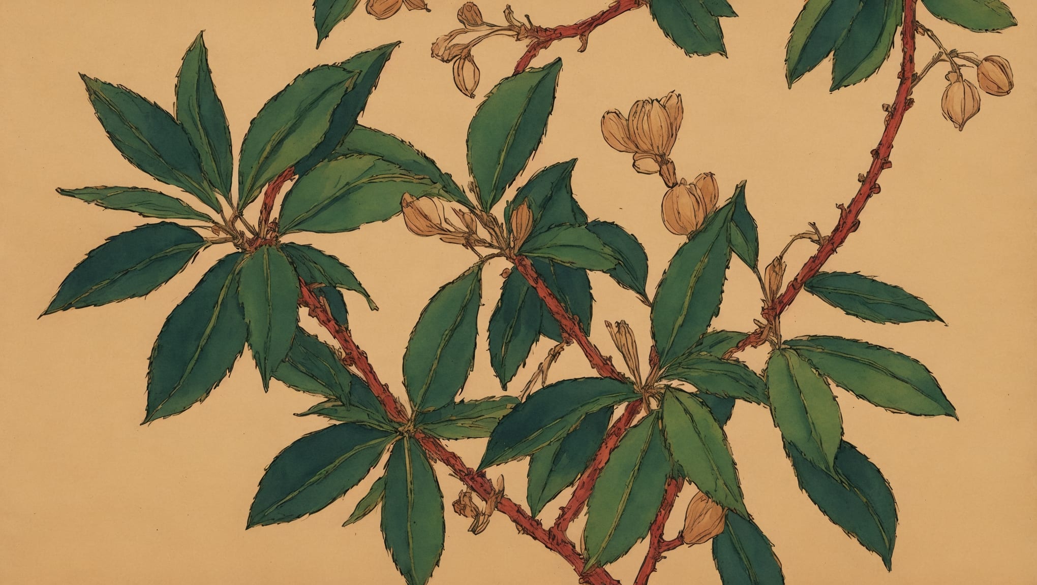 Zeynab — illustration botanique, origine arabe